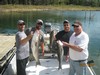 (10/01/2016) - Nice Striped Bass